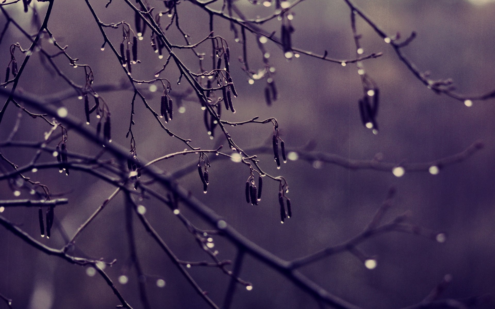 ramas árbol gotas lluvia tiempo nublado color tristeza otoño