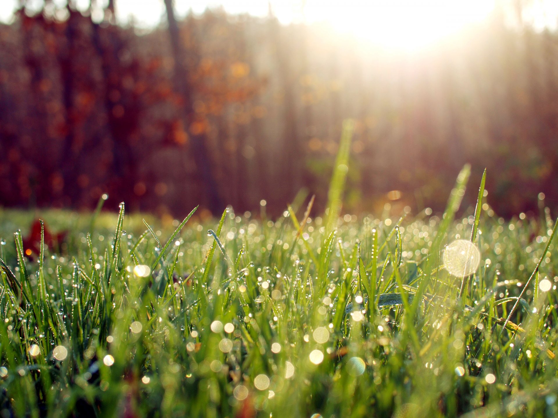 gros plan matin herbe rosée lumière soleil