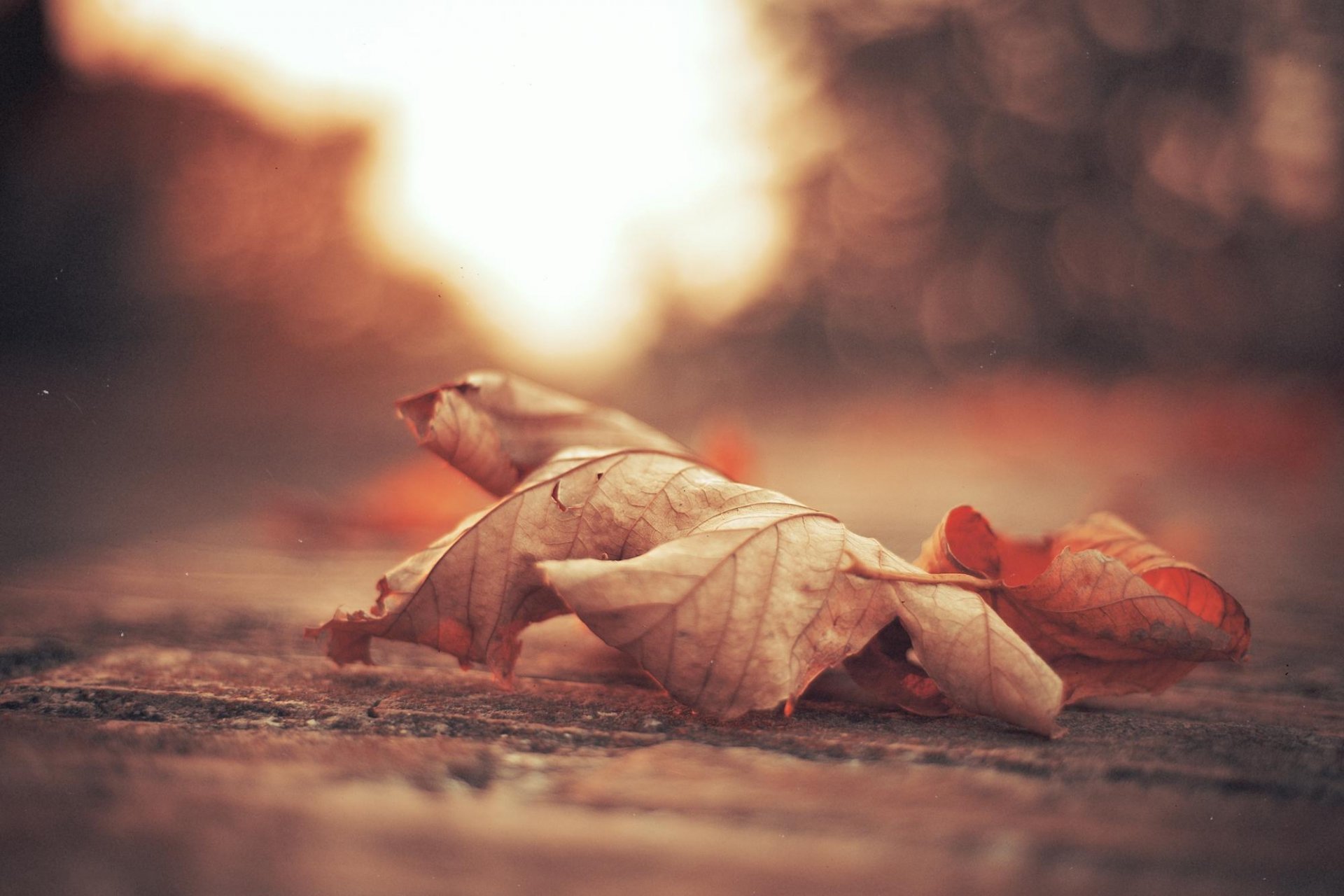 heet piece casting foliage leaves autumn bokeh