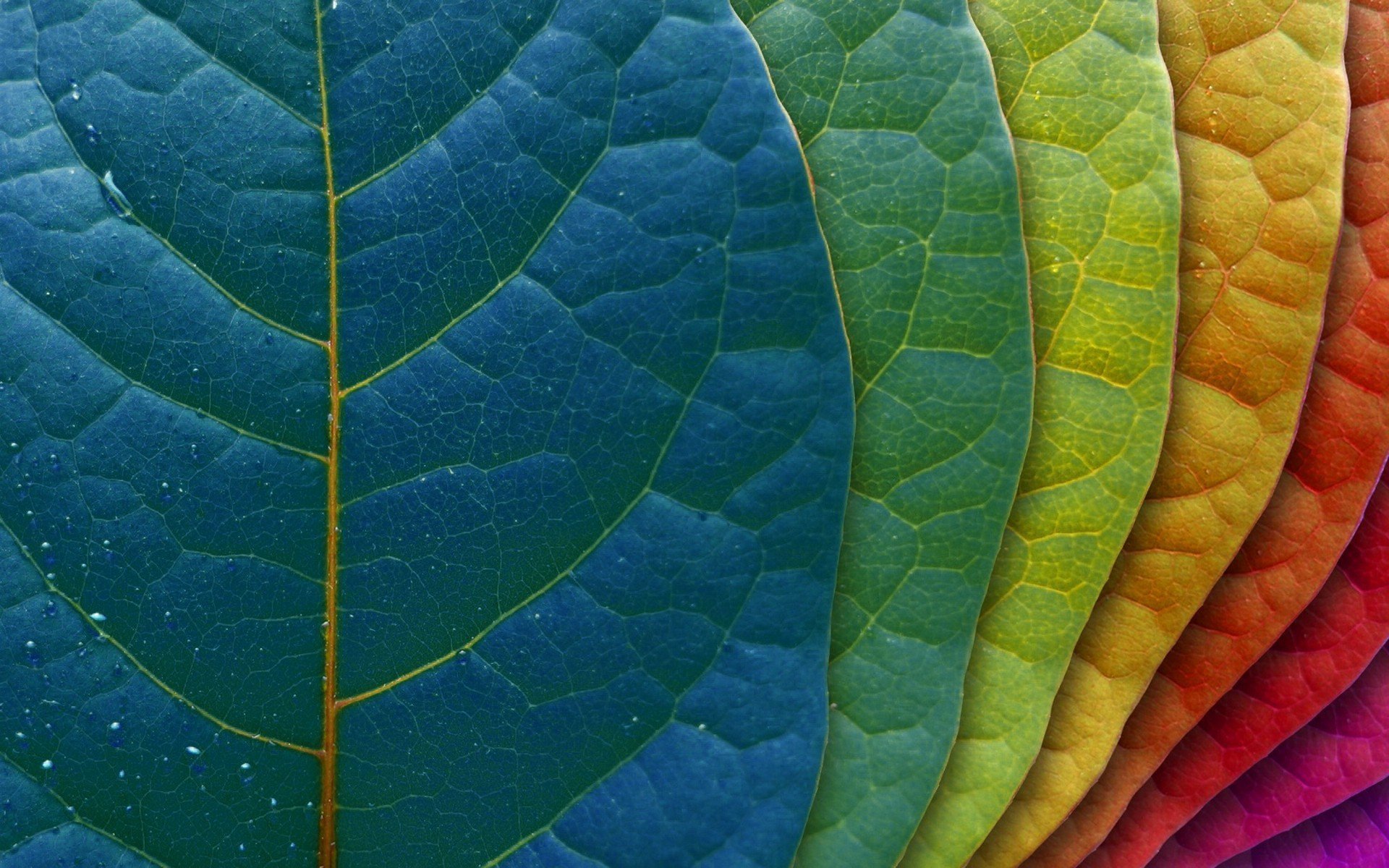 fond feuille feuilles gradation couleurs