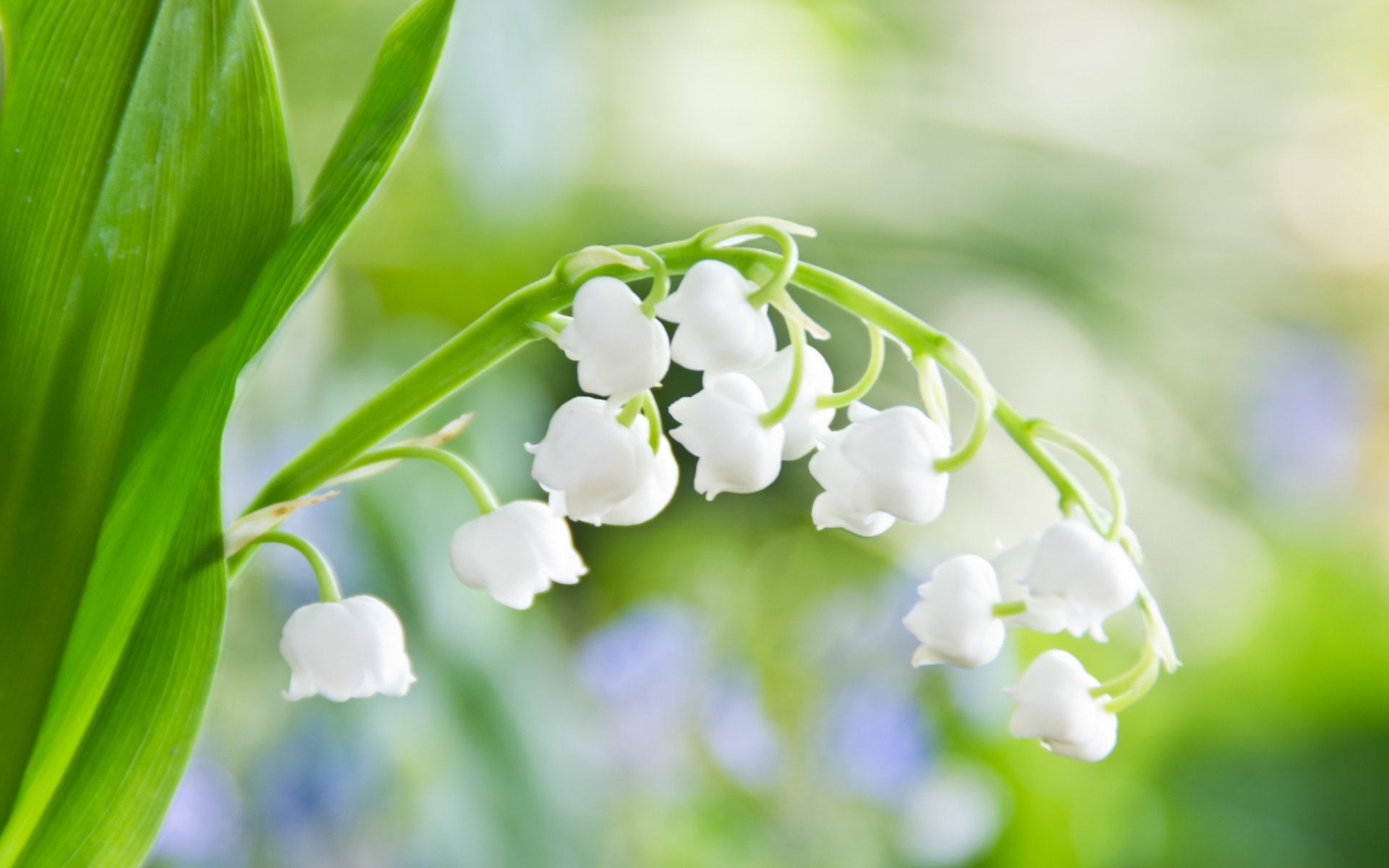 muguet fleurs blanc feuille verdure printemps tendresse lumière gros plan