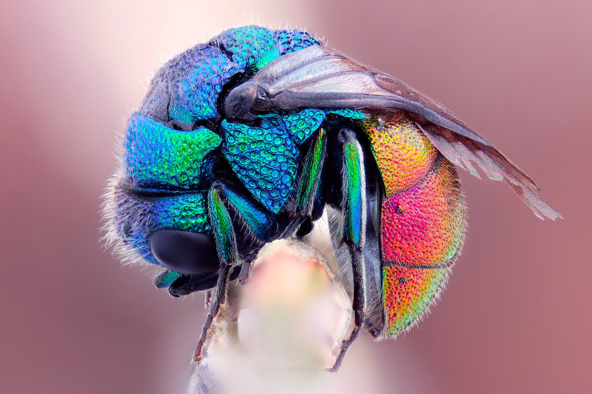 macro abeja mosca arco iris mojado congelado