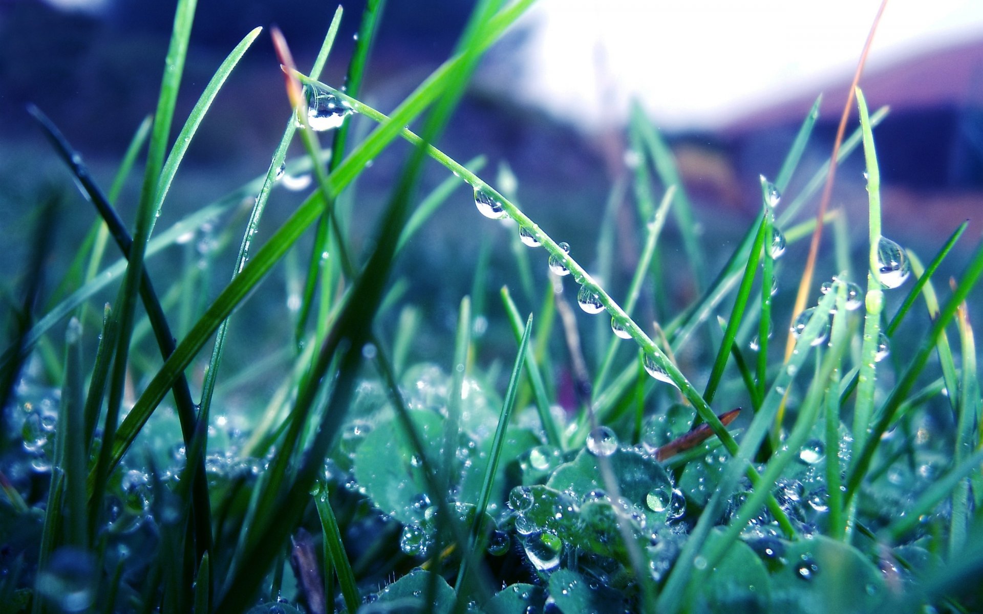 hierba plantas vegetación rocío lluvia gotas macro naturaleza