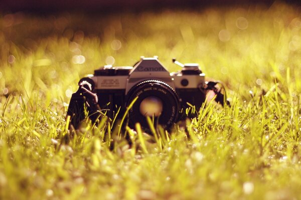 Canon-Kamera auf einer Wiese oder im Gras