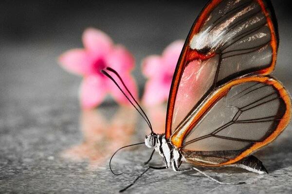 Papillon avec des ailes translucides. Fleurs roses