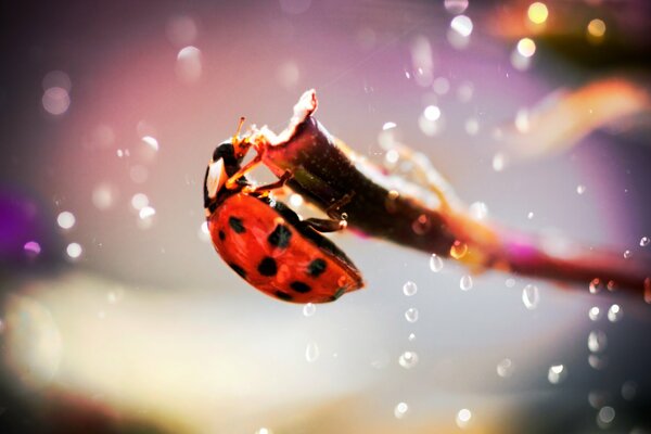 A beautiful insect in water droplets