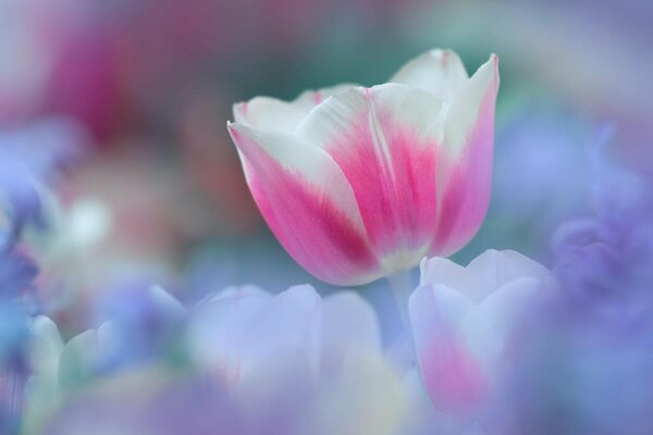 Delicato tulipano rosa in foschia viola