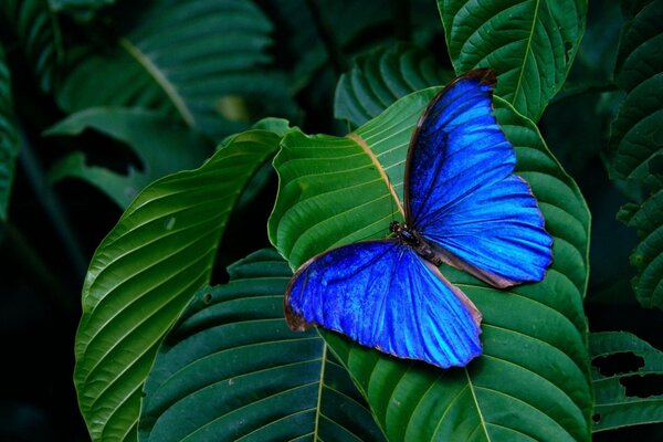 Sur une feuille verte, un papillon bleu