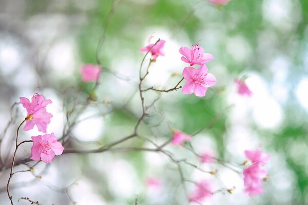 Flores Rosadas en una rama gris