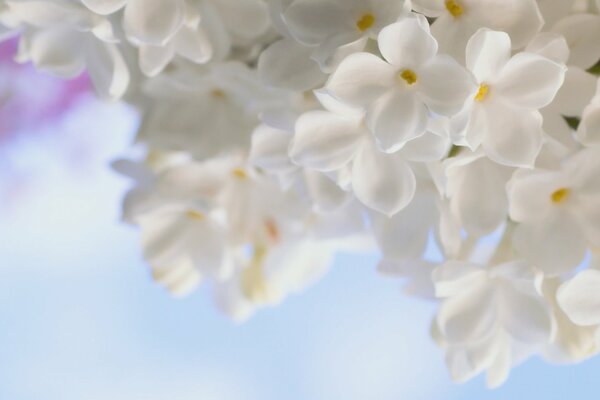 Fleurs blanches sur fond de ciel