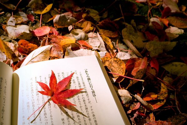 Japanisches Buch auf Herbstlaub Hintergrund