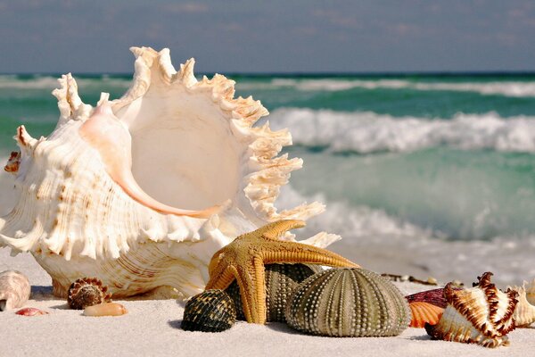 Seashells and starfish on the ocean