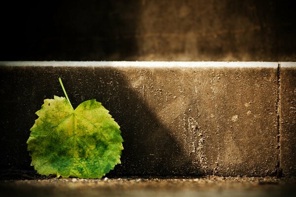 An autumn leaf lies on the concrete steps