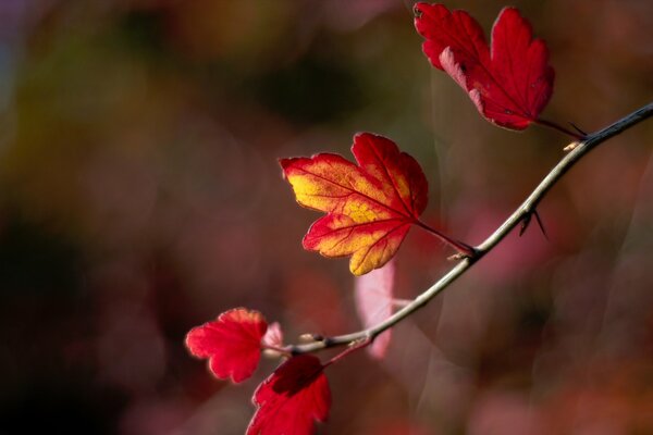 A twig of an autumn tree on the background of blurring