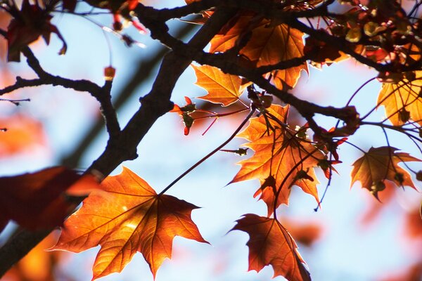 Yellow leaves on a tree in autumn