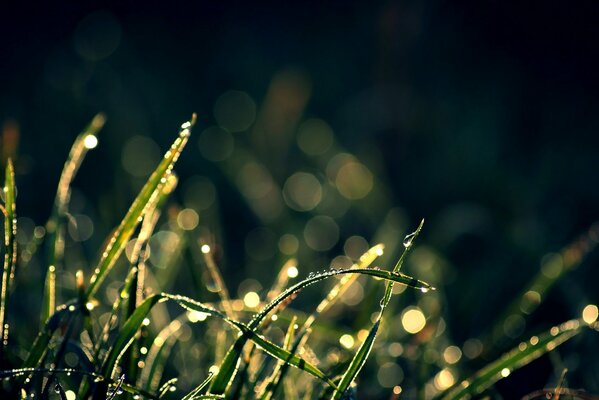 Gouttes de rosée sur les herbes vertes