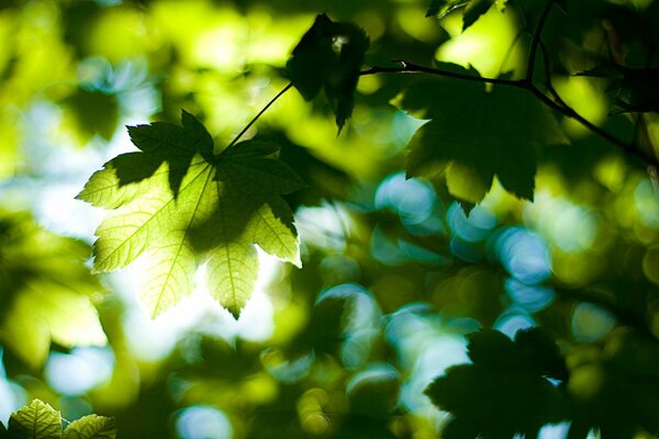 Ein Lichtstrahl durchbricht das Laub