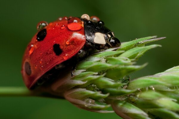 Coccinelle avec des gouttelettes sur la carapace