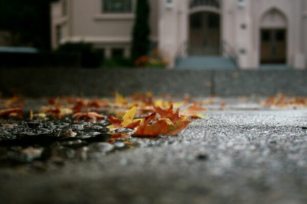 Autumn fallen leaves on the background of the house