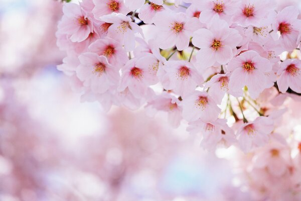 Delicate cherry blossom