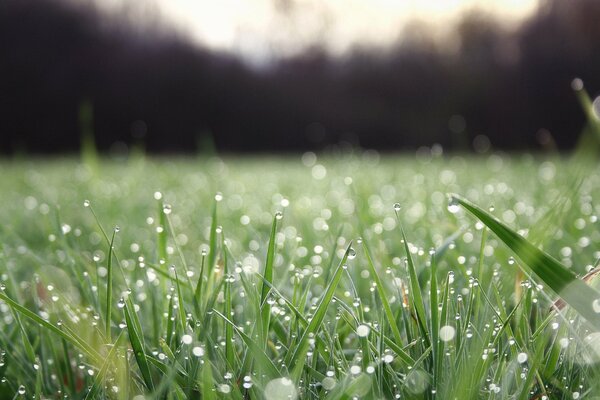 Macroimagen de la frescura de la mañana