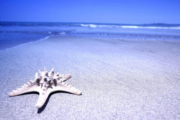 Estrella de mar en la arena azul