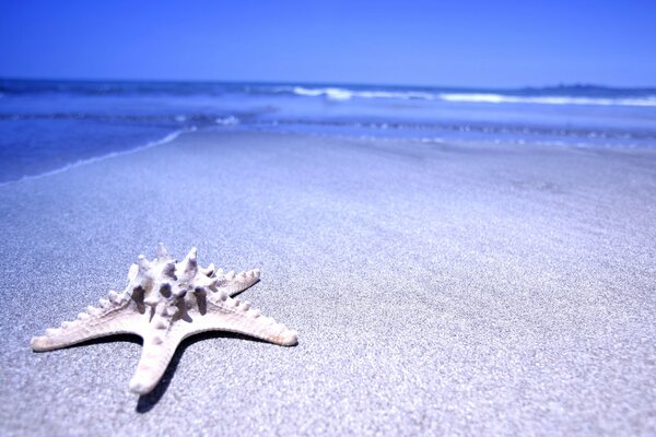 Étoile de mer sur le sable bleu