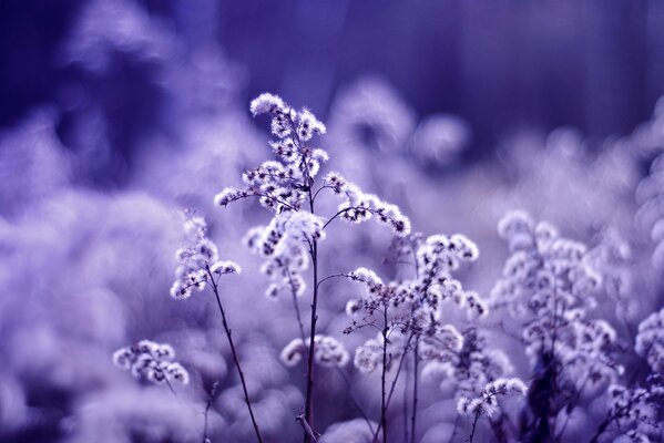 Flowers of nature on a purple background