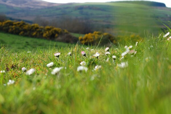 Auf dem Hügel wachsen Blumen im grünen Gras