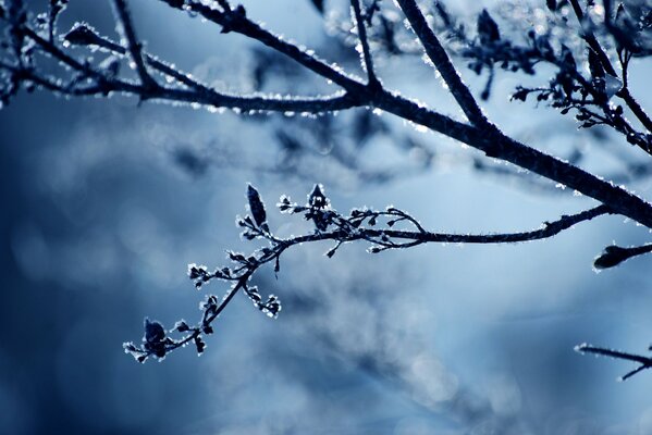 Winterbäume. Frost an den Zweigen