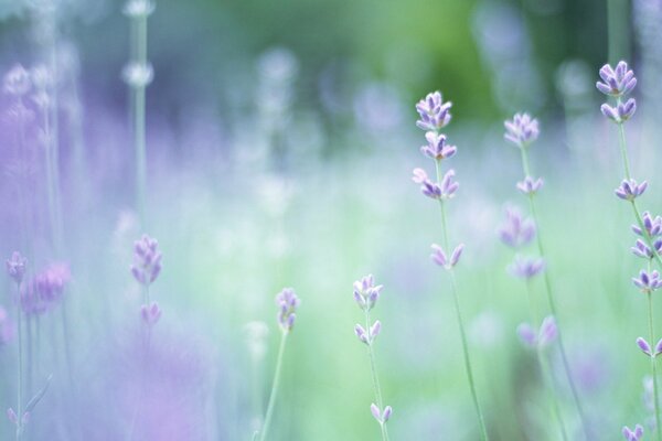 Lavender flowers in spring on a blurry background