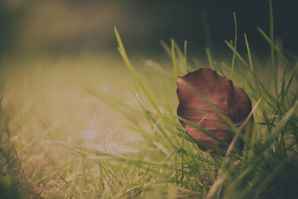 Ein einsames Blatt im Herbstgras