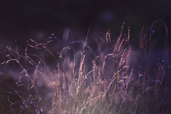 Plants on the field in purple processing