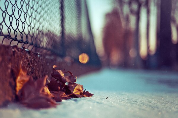 Inspiran fotos de hojas de otoño