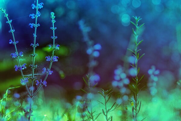 Macro photography of plants with blue flowers