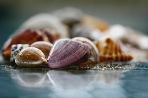 Muschelmakro, Foto auf Tapete, unscharfe Retusche