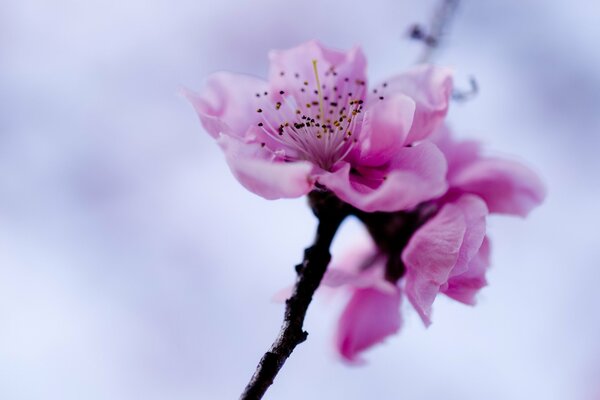 Ramita de un árbol de primavera en flor