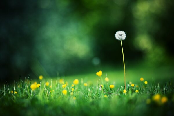 Photo of a lonely dandelion in a clearing on a summer day