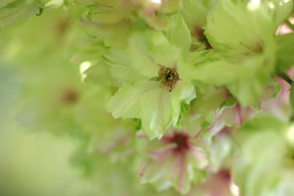 Sakura suave y verde claro que florece en primavera