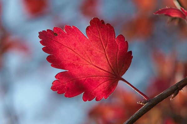 Branche d arbre d automne avec une feuille rouge