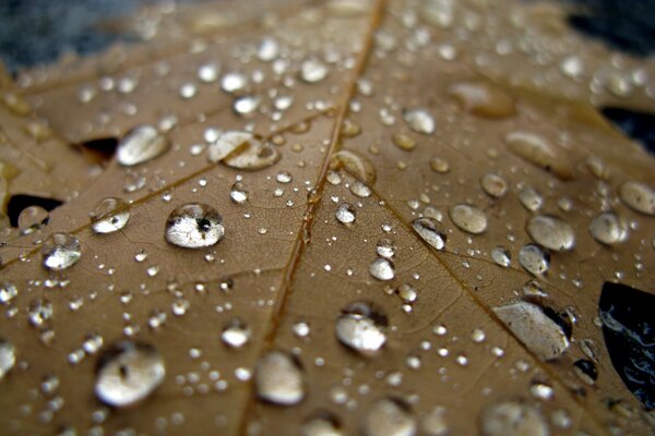 Gouttes de pluie sur une feuille