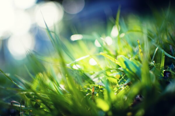 Лучи света на зеленой траве