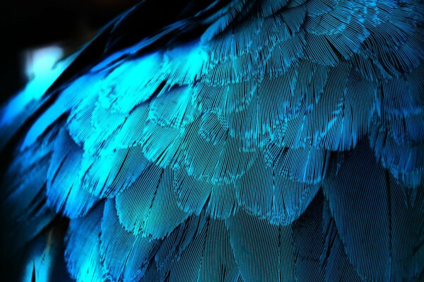 Plumes bleues de différentes nuances