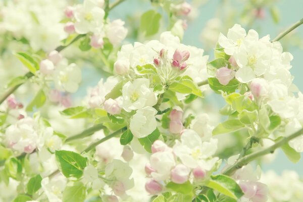 Blooming apple tree. Flowers, petals and leaves of an apple tree