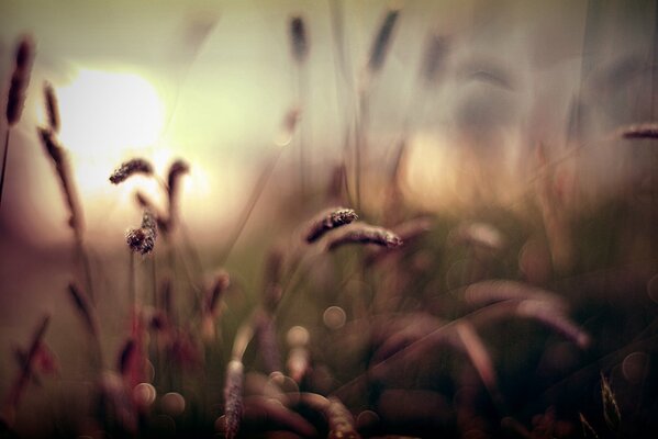 Herbe au coucher du soleil