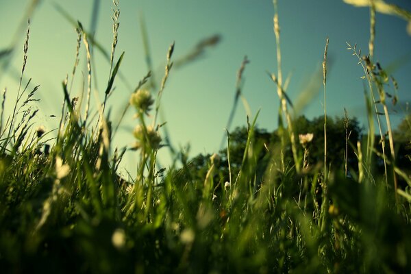 Grünes Gras auf dem Feld im Sommer