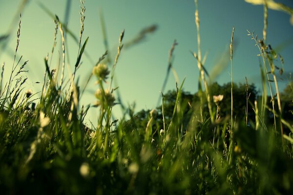 Zielona trawa w polu latem