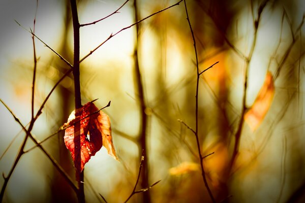 Landscape of autumn twigs and crumbling leaves