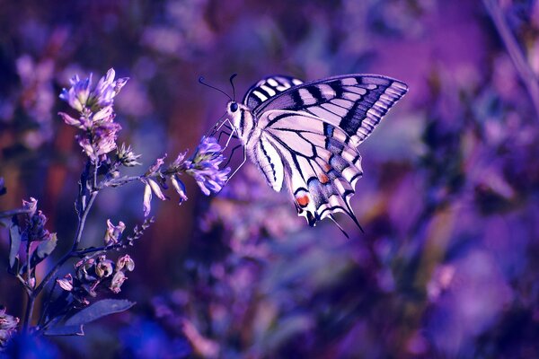 Mariposa púrpura en flor púrpura