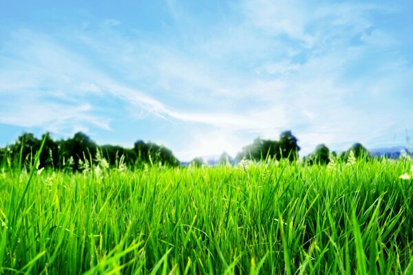 Erba primaverile e cielo sereno blu